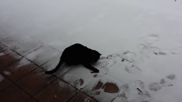 Reacția incredibilă a pisicuței Sophie, când vede prima dată zăpadă -VIDEO