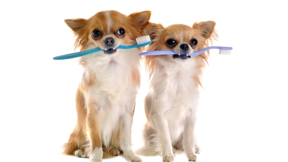 Igiena dentară la animale: importanţă şi îngrijire