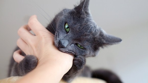 Cum să eviți mușcăturile de pisică – învață să îți înțelegi felina