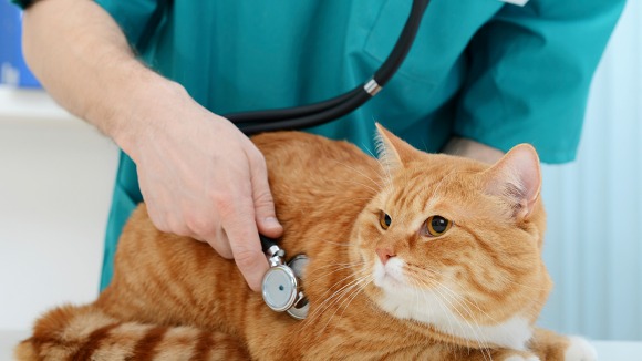 Cum să faci ca vizita la veterinar să fie una eficientă