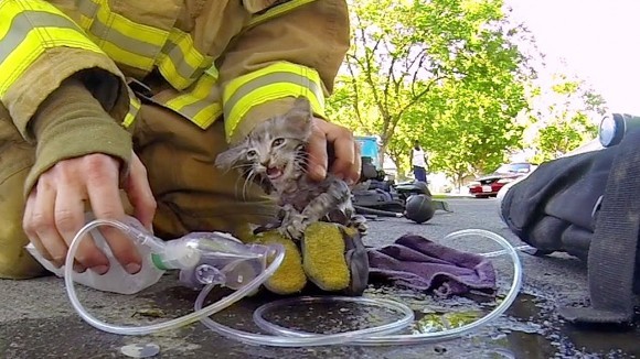 Pompieri care ș-au riscat viața pentru a salva animale - Galerie Foto