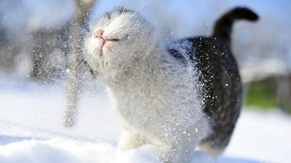 Îngrijirea animăluţelor iarna. 15 paşi simpli pentru a-ţi proteja animalul de companie în timpul iernii