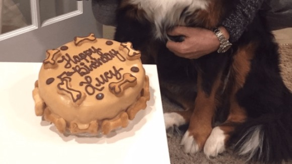 I-a cumpărat câinelui său un tort de ziua lui. Reacţia patrupedului face înconjurul lumii – Foto
