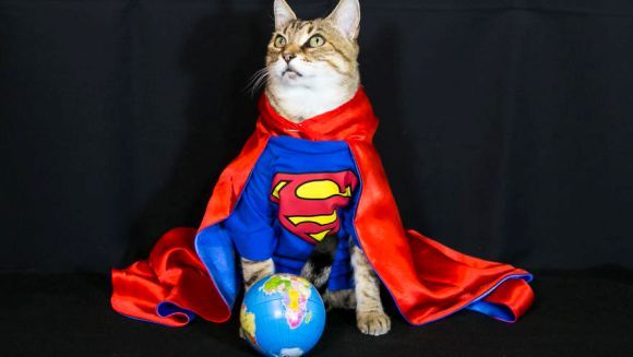 Cel mai bine îmbrăcată pisică de pe internet – Galerie Foto