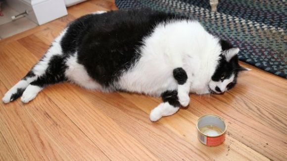 Ea este cea mai grasă pisică din lume! Cât cântărește ea - Galerie Foto