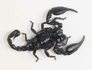 Scorpionul imperial (Pandinus imperator)