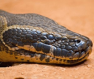 Pitonul african de stanca (Python sebae)
