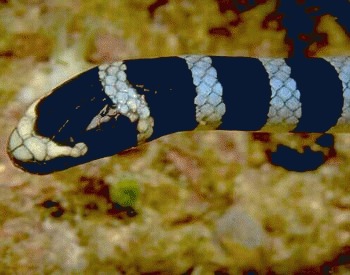 Serpii marini - una dintre cele mai veninose vertebrate