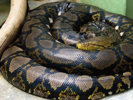 Anaconda - animal de companie
