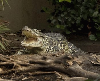 Crocodilul cubanez (Crocodylus rhombifer)