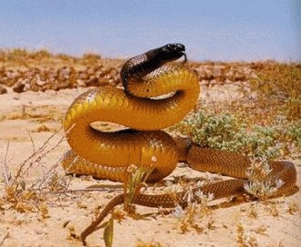 Cei mai periculosi serpi din lume