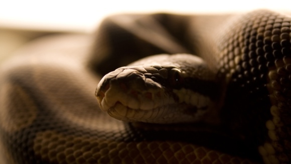 5 cele mai populare specii de şerpi de companie