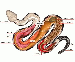 Anatomia si fiziologia serpilor