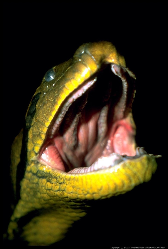 Anaconda, regele serpilor                                                                           