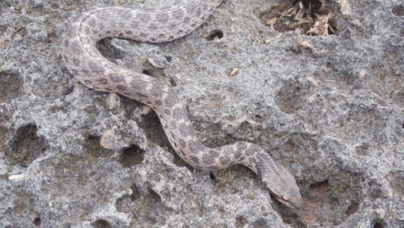 O specie de şerpi considerată dispărută a fost regăsită