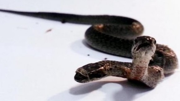 Un şarpe cu două capete a fost descoperit în Turcia - VIDEO