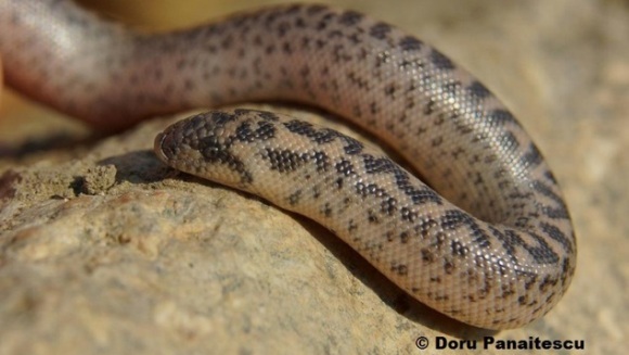 Boa de nisip, un şarpe extrem de rar, a fost fotografiat viu la noi în ţară!