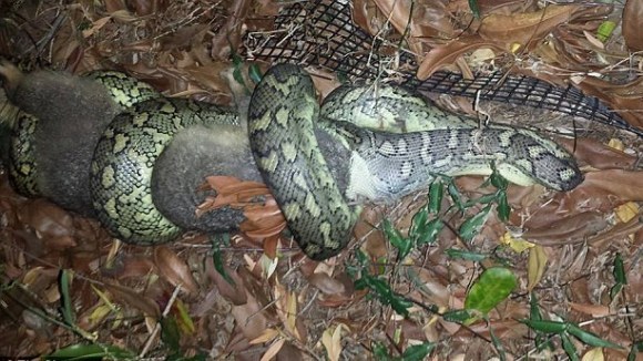 Imagini incredibile: un şarpe încearcă să înghită un oposum - Foto