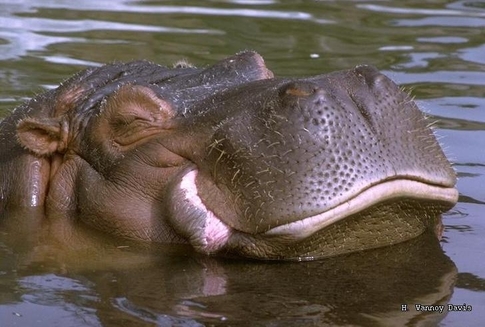 O broasca testoasa infiaza un pui de hipopotam orfan                                                