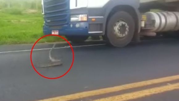 Regele drumurilor: cobra care atacă tiruri - VIDEO