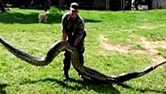 Anaconda de 7 metri, prinsă mâncându-le porcii unor săteni - VIDEO