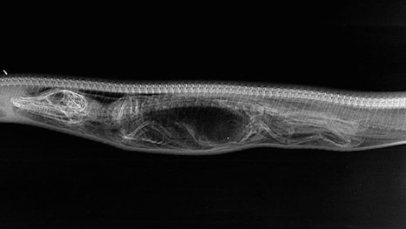 Cum arată un aligator digerat de un piton, în imagini ce folosesc tehnologia razelor X