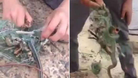 Au eliberat un şarpe prins într-o plasa, iar apoi au rămas şocaţi să vadă ce ieşea din el – VIDEO