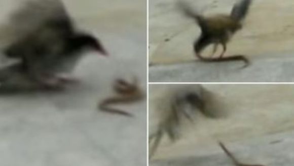O pasăre curajoasă “se ia la bătaie” cu un șarpe. Cine credeți că învinge? VIDEO