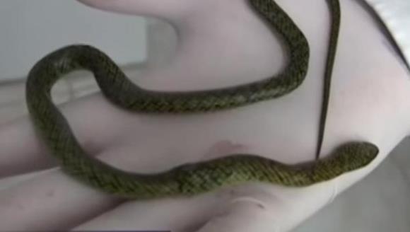 Un copil a omorât un şarpe, muşcându-l - VIDEO