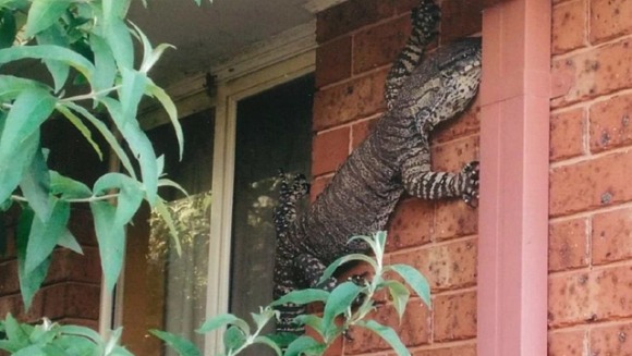 Șocul unui australian care a dat peste o șopârlă uriașă, lipită de peretele casei sale