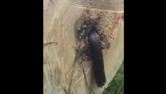 Un bărbat a tăiat un copac din curtea casei și a găsit ceva foarte... ciudat și neplăcut! VIDEO