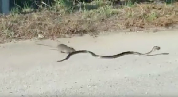 O mamă-șobolan se luptă cu un șarpe, pentru a-și apăra puiul – VIDEO