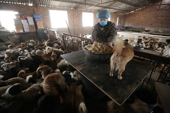 În fiecare zi, aceste femei vârstnice din China se trezesc la 4 dimineața să hrănească 1.300 de câini maidanezi (Galerie Foto)