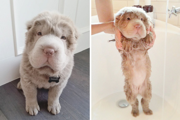 Before and after: 10 fotografii ilare cu patrupezi canini înainte și după baie (Galerie foto)