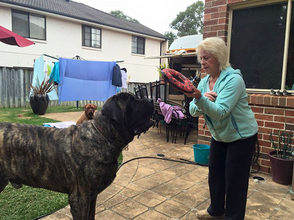 Cel mai mare câine din Australia îşi sufocă tăticul cu peste 110 km de dragoste, zilnic (Galerie Foto)