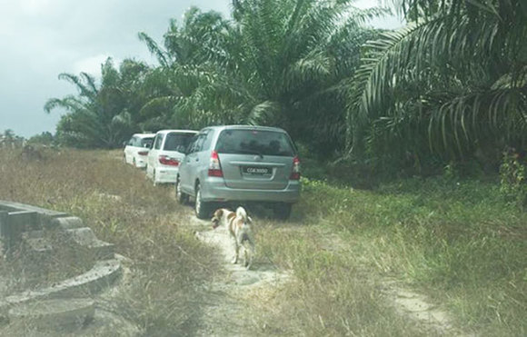 A mers peste 3 kilometri singur, pentru a-şi lua rămas bun de la mama lui. Povestea patrupedului care a emoţionat lumea întreagă (Galerie foto)