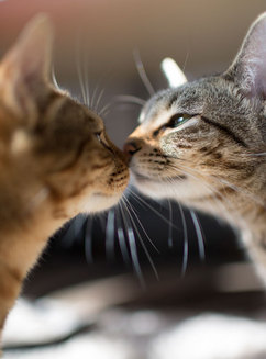 Ziua Îndrăgostiţilor: cum şi-au arătat pisicile tandreţea, pe 14 februarie (Galerie Foto)