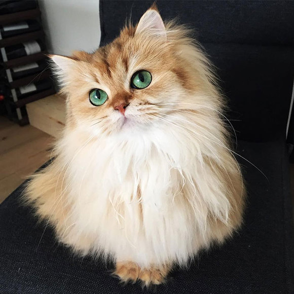 Faceți cunoștință cu Smoothie, cea mai fotogenică pisică din lume (Galerie Foto)