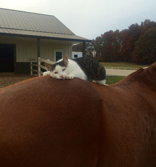 Pisicuța Sappy și calul Dakota – cei mai buni și drăgălași prieteni din lume (Galerie Foto)