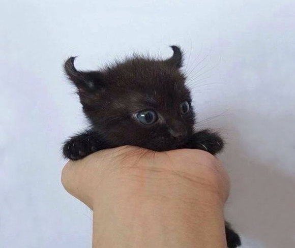 Pisicuta Little Evil