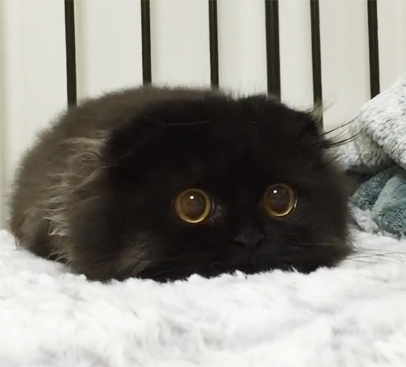 Gimo, pisicuta cu cei mai mari ochi din lume