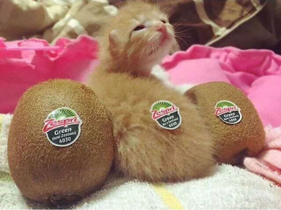 Pisicuta Kiwi
