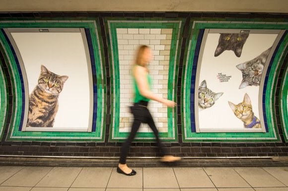 Într-o staţie de metrou din Londra, reclamele au fost înlocuite cu poze cu… pisici (Galerie foto)