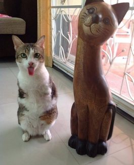 Faceţi cunoştinţă cu pisicuţa cu două picioare! E uimitor cât de multe lucruri poate face (Galerie Foto)