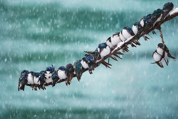 Fotografii superbe – cum se încălzesc păsările, când le este frig (Galerie Foto)