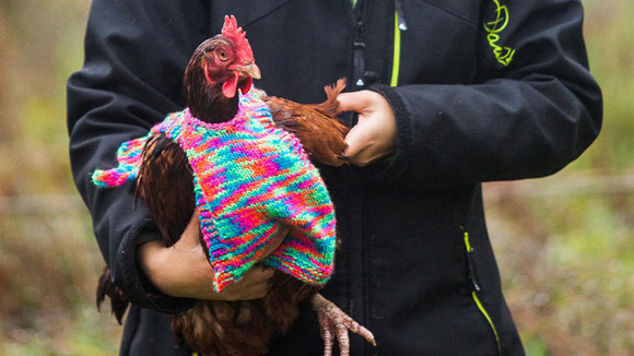 Două femei construiesc pulovere pentru găini (Galerie Foto)