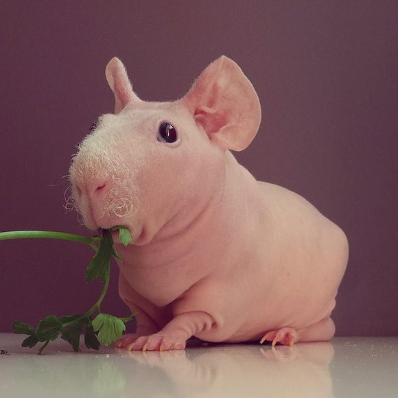 Cel mai fotogenic porcuşor de guineea: pozează dezbrăcat, cu mâncarea lui preferată (Galerie Foto)