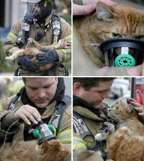 Privirea plina de recunostinta a pisicii care tocmai a fost salvata...