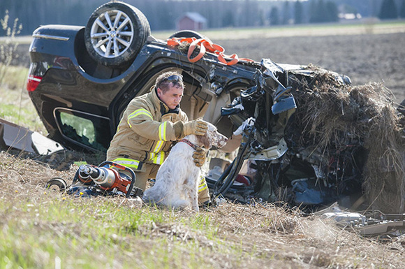 Pompier linistind un caine speriat din cauza unui accident de masina