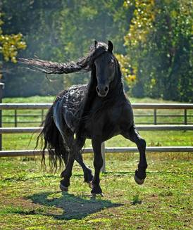 Frederik cel Mare, cel mai frumos cal din lume. Armăsarul este superb (Galerie Foto)